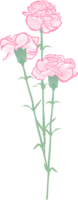 Carnation