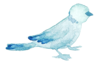 鸟2-水彩
