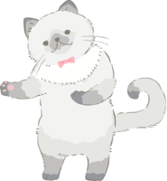 宽松的猫