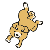 Shiba Inu flying