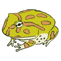 克兰韦尔茨诺蛙(绿色)