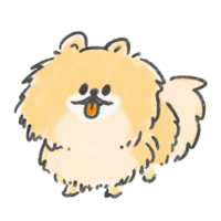 Pomeranian sticking out his tongue