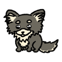 Chihuahua with black and tan pattern