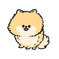 Pomeranian sitting