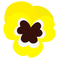 Pansy flower
