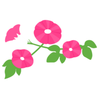 アサガオの花