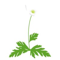 One-flowered flower