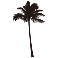 棕榈树的剪影