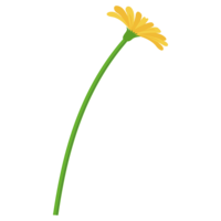Dandelion flower