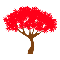 Maple tree