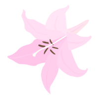 ユリの花