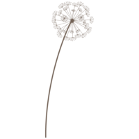 Dandelion cotton
