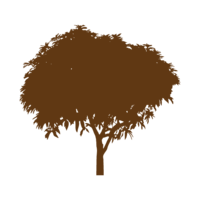 silhouette of a tree