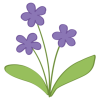 Violet flower