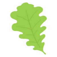 Oak leaf