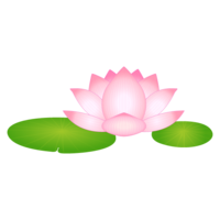 lotus flower