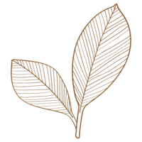 Leaf material