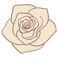 Rose flower material