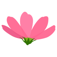 Cosmos flower