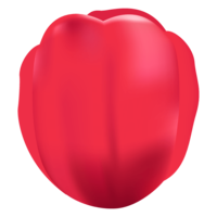 Tulip