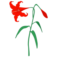 lily flower