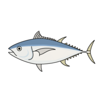 Bigeye tuna