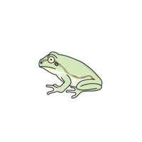 Tree frog (rain frog)