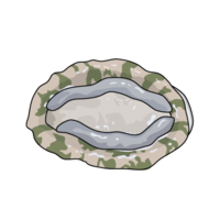 Abalone (sucker side)