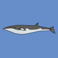 水貂鲸