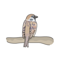 Sparrow (sparrow, sparrow)