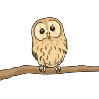 Tawny owl