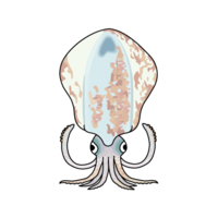 Aori squid