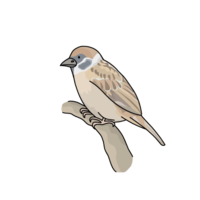 Sparrow (sparrow, sparrow)