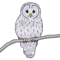 Owl