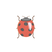 Ladybird (ladybug)