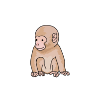 Japanese macaque (child monkey)