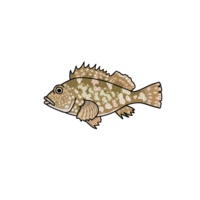 Scorpion fish (Gashira)