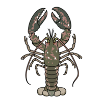 Lobster (Omar shrimp)