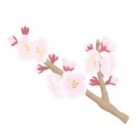 Apricot flower