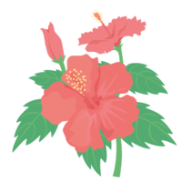 Hibiscus (August)