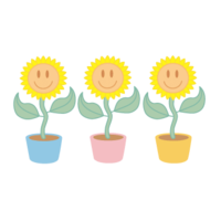 Triplet sunflower