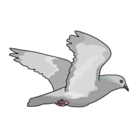 Flying pigeon