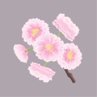 八重桜