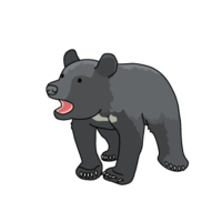 Asiatic black bear (baby bear)