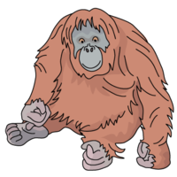 Orangutan (adult)