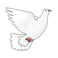 Flying white pigeon