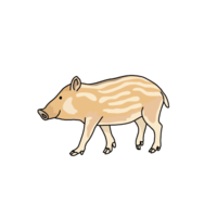 Wild boar (Uribou)