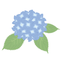 Hydrangea-Blue (June)