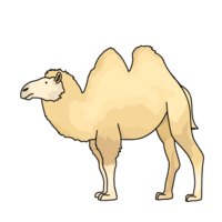 双峰骆驼