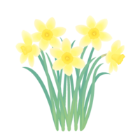 Narcissus (January)